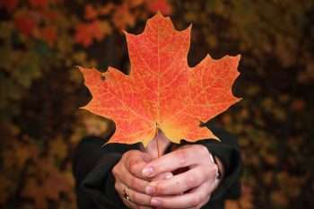 someone holding canadian maple leaf