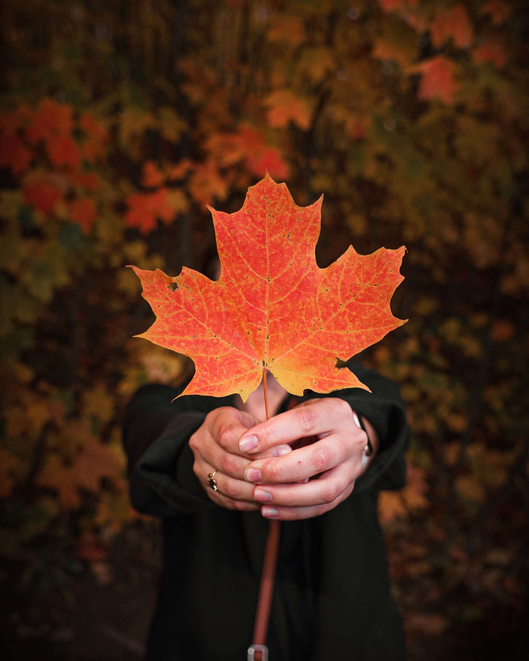 someone holding canadian maple leaf